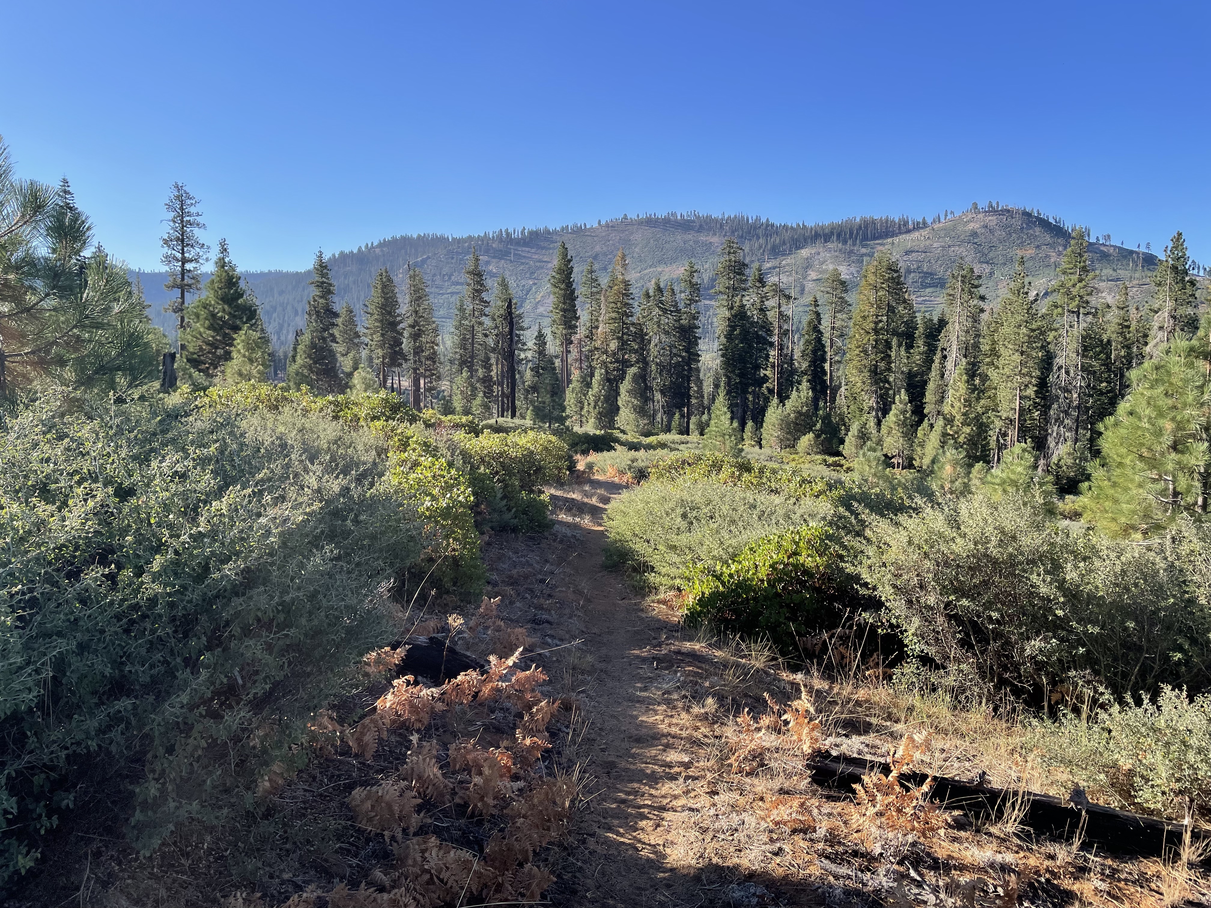 Mono Meadow